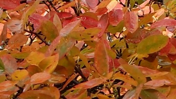 Kupfer-Felsenbirne (Amelanchier lamarckii) Laubfärbung im Herbst