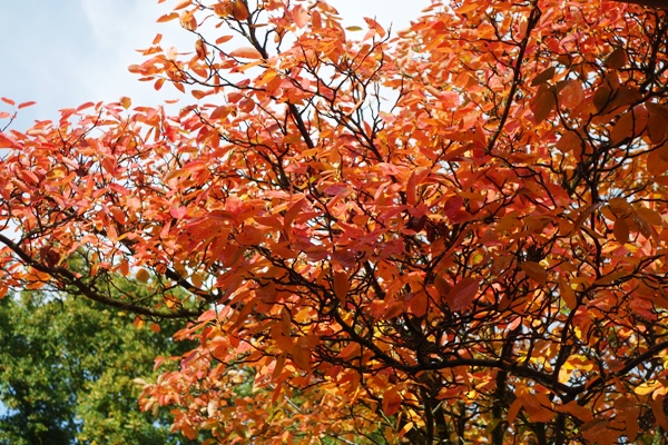 Im Oktober erglüht die Kupfer-Felsenbirne für kurze Zeit im Farbrausch (Foto 2022).