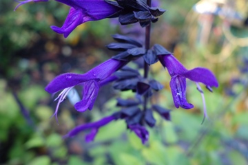 Salvia 'Amistad' mit "nachtvioletten" Kelchblättern und Stängeln und violetter Blüte