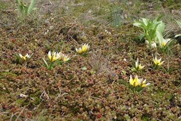 Wildtulpe Tulipa tarda (Kleine Stern-Tulpe)