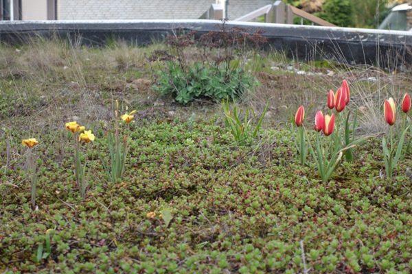 Die Tulpen stehen zwischen dem Fetthennenteppich im trockeneren Teil; in der Nähe des Abflusses wurde die Fetthenne vom Gras verdrängt. In der Mitte Hohe Fetthenne (Sedum telephium), das von selbst angeflogen ist. 