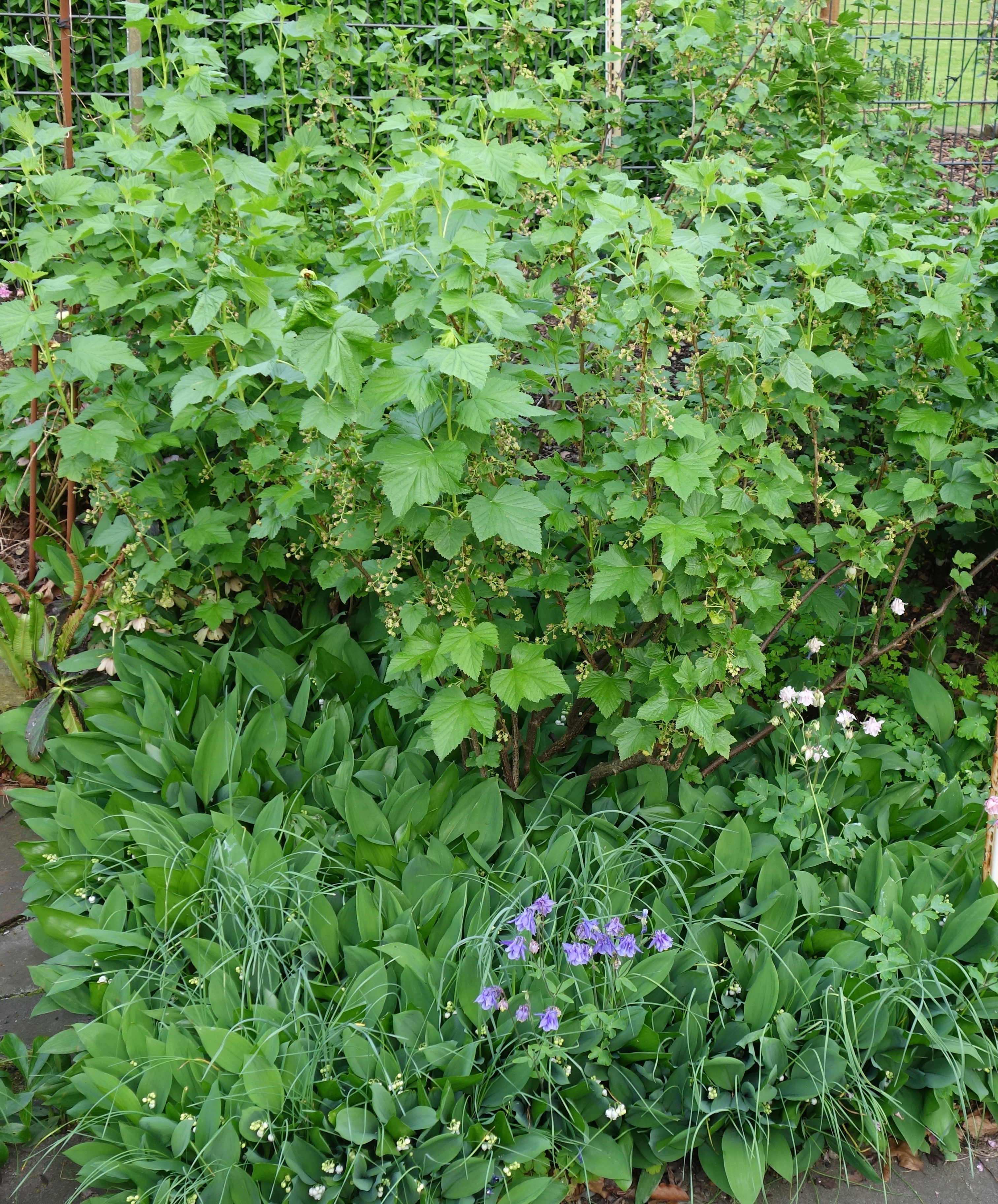 Im Garten unter den Schwarzen Johannisbeeren; Akeleien und noch nicht blühender Schöner Kiel-Lauch (Allium pulchellum subsp. carinatum) haben sich darünter gemischt. 