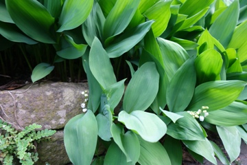Die Maiglöckchenblätter kommen dem Milzfarn (Asplenium ceterach) in der Trockenmauer bedenklich nahe.