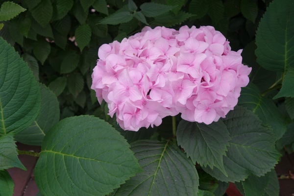 Blüte von 'Otaksa'  mit 20 cm Durchmesser und einem schönen Farbton in Rosa