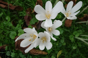 Die sechs Blütenbkätter, in welche die Blüternöhre endet