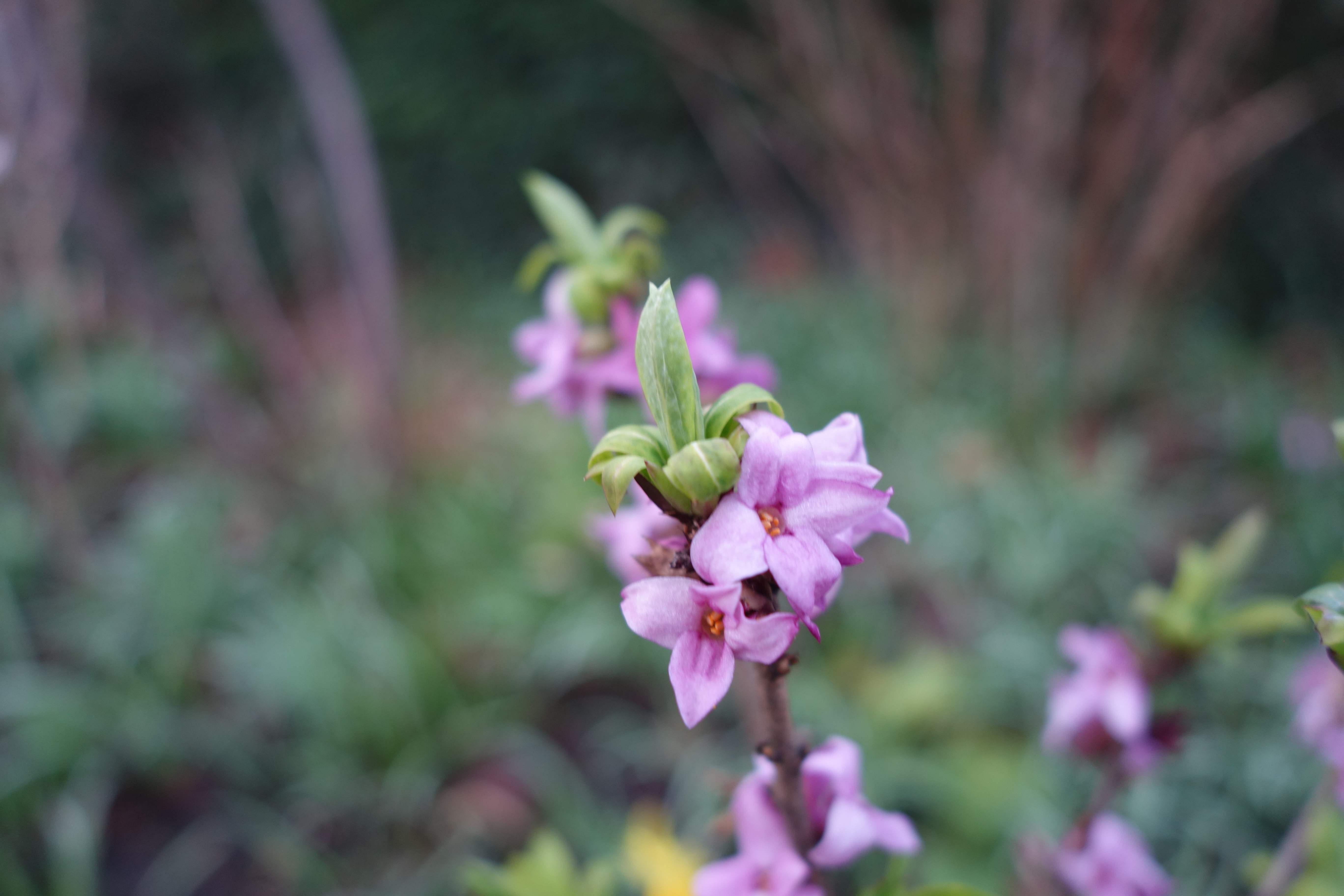 Die Einzelblüten des Seidelbasts haben die für die Gattung Daphne typischen vier Zipfel; darüber entwickelt sich der endständige Blattschopf.