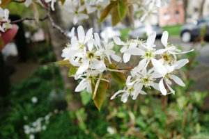 Die weiße sternförmige Einzelblüte der Felsenbirne hat nur einen Durchmesser von 1 cm.