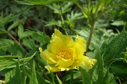 Blüte von Paeonia lutea, der gelben Baumpäonie