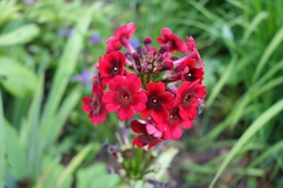 Primula japonica 'Millers Crimson' (Japan. Etagenprimel)