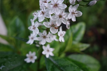Die keinen Einzelblütchen haben fünf odder sechs Blütenblätter. Deswegen gehören die Felberiche zur Famiie der Primelgewächse. 