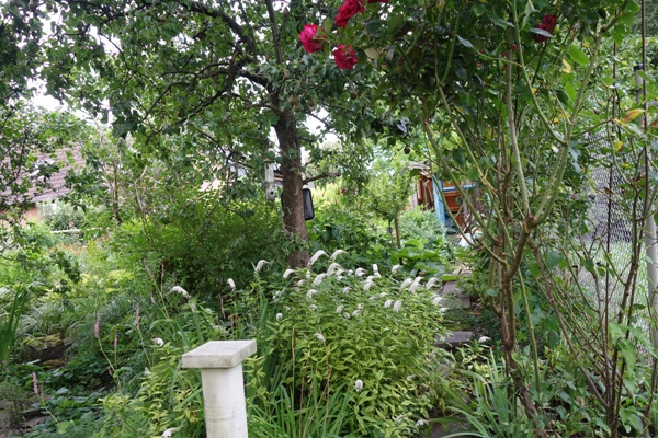 Einige der Blütenstände tanzen aus der Reihe. Schneefelberich unter dem Birnbaum, links Kerzenknöterich Persicaria	amplexicaulis	'Sommerfrische', rechts oben Kletterrose 'Red Flame'.
