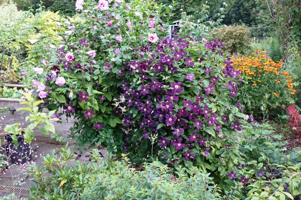 Der lilafarbene Straucheibisch mit der Clematis viticella 'Etoile violette'