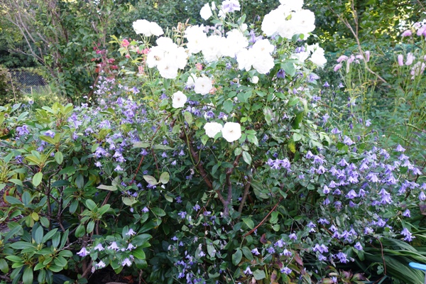 Die Clematis integrifolia (natürliche Art) umfasst vollständig den weniger schönen strauchigen Bereich der Rose 'Schneewittchen'.