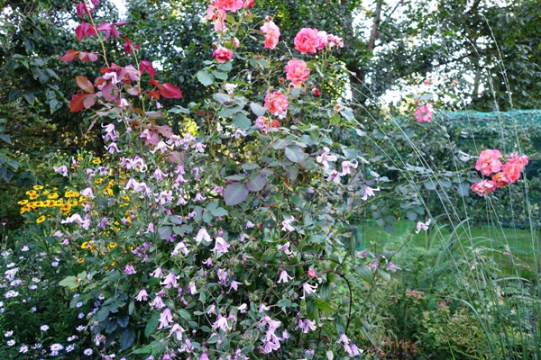 Rose 'Westerland' mit Clematis integrifolia 'Baby Rose', die abends auch einen bläulichen Ton zeigt.