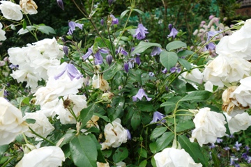 Rose 'Schneewittchen' mit Clematis integrifolia