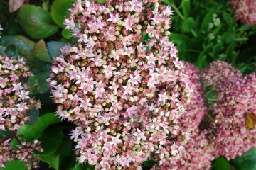 Hohe Fetthenne (Hylotelephium 'Matrona'