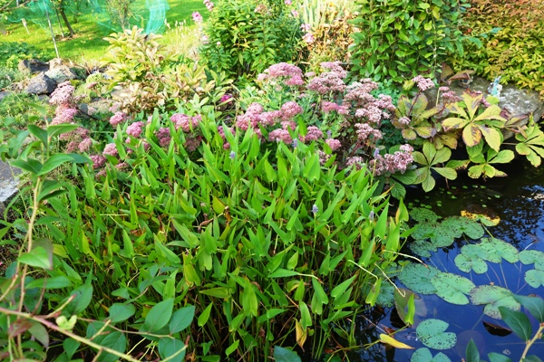 Rechts 'Matrona' mit dunklem Laub udn Stängeln. Die Fetthennen kaschieren gemeinsam mit den fingerförmigen Blättern der Rodgersie (Schaublatt) den Teichrand; im Teich verblühtes Hechtkraut (Pontederia cordata).