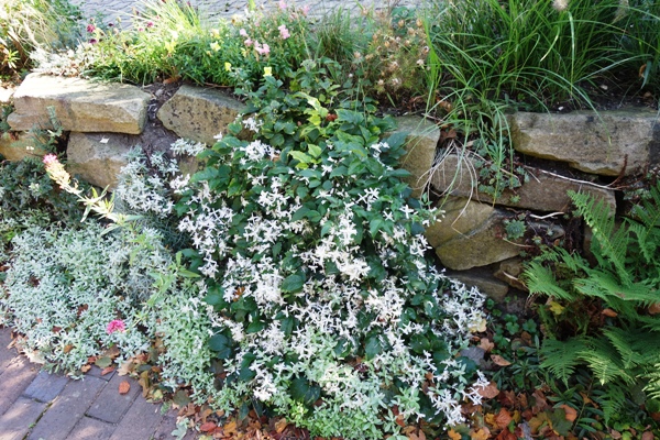 Die Teppichwaldrebe lässt ihre Ranken über die Trockenmauer bis zur Wegpflasterung fließen.
