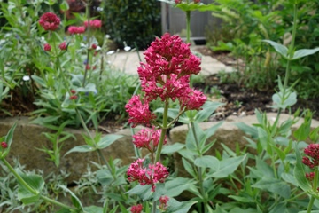 Die Spornblume (Centranthus ruber ist eine der wichtigsten Pflanzen für die Trockenmauer