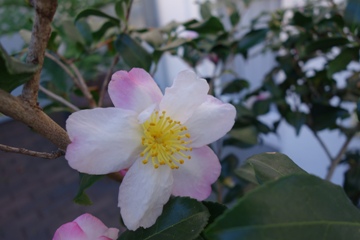 Herbstkamelie Camellia sasanqua 'Narumigata'