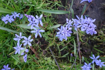 Blausterchen (Scilla bifolia)