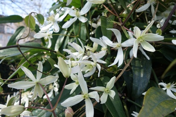 Clemtis armandii mit im März duftenden Blüten