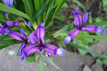 Pflaumeniris (Iris graminea)