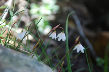 Noch einmal der Naturstandort: Gelegentlich sind zwei Blüten an einem Stängel. Bild: Florian Kirchhof