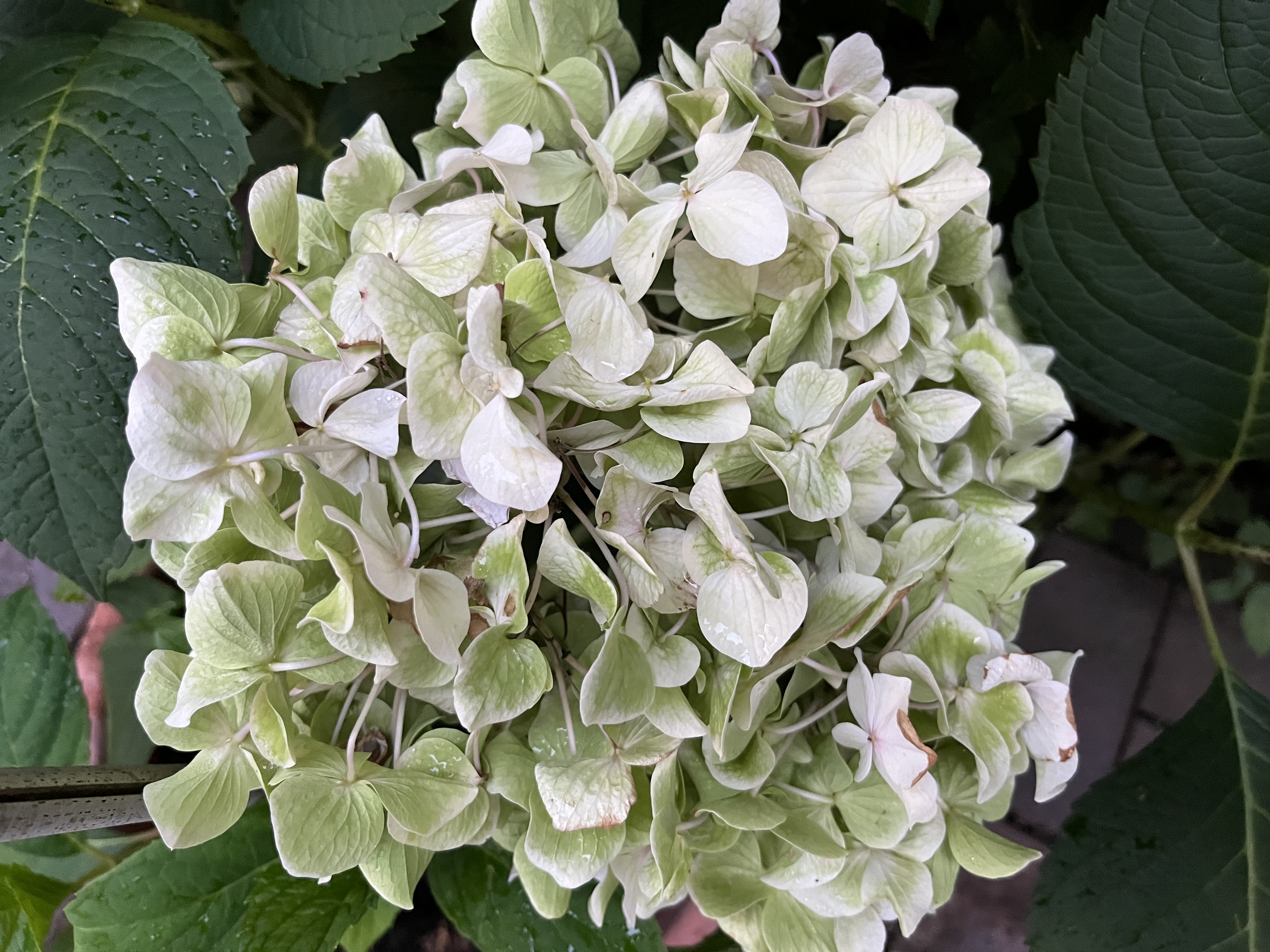 Blütenstand von 'Otaksa' nach der Blütezeit