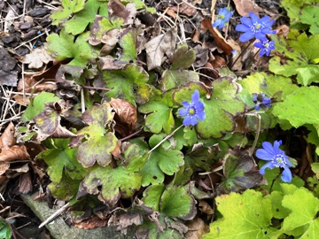 Das Siebenbürger Leberblümchen vor der Teilung