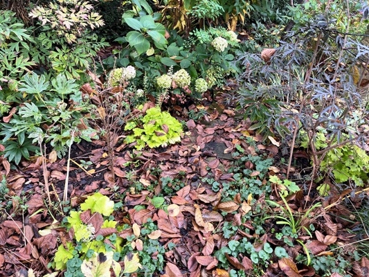 Schattengartenpartie im Sp&auml;therbst. Der geschlitzte Holunder rechts tr&auml;gt noch Laub un das Heuchera die zarten wei&szlig;en Bl&uuml;tenrispen.