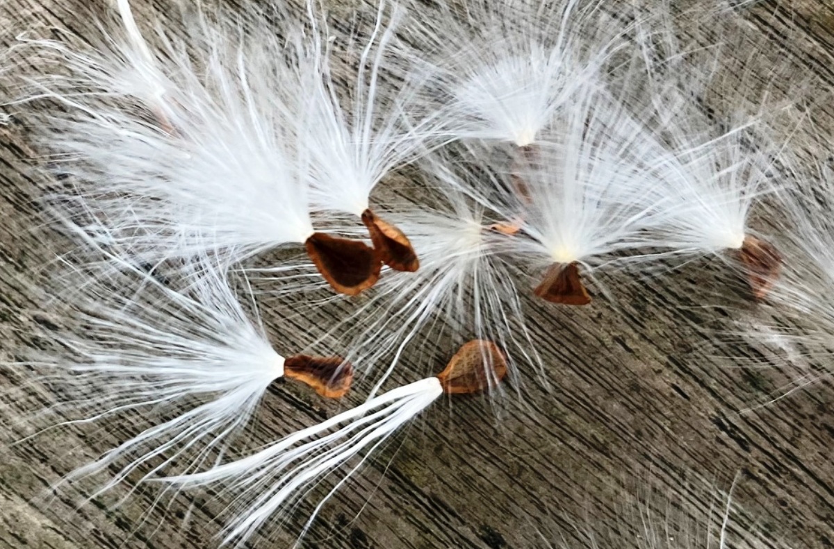 Die Samen haben an den Seiten zwei kleine Flügelchen; oben ein Same mit noch nicht entfaltetem Seidenschopf. Die Samen haben an den Seiten zwei kleine Flügelchen; oben ein Same mit noch nicht entfaltetem Seidenschopf.