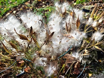 Knollige Seidenpflanze (Asclepias tuberosa) im flaumigen Seidenschmuck Knollige Seidenpflanze (Asclepias tuberosa) im flaumigen Seidenschmuck