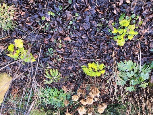 Dieselbe Gartenpartie Anfang Januar - die Heucherapflanzen leuchten in der Sonne.