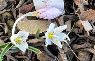 Foto Mitte Januar: Die Bl&uuml;ten sind noch klein; davor eine abgebl&uuml;hte Bl&uuml;te mit rosa-lila Farbanflug au&szlig;en, die viel gr&ouml;&szlig;er ist.