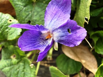 Kunstwerk "Bl&uuml;te des Duftveilchens"