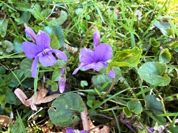 Hundsveilchen (Viola canina) auf einer Vorgartenwiese in Essen