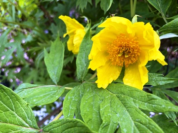 Paeonia ludlowii: Mitten in den Staubbl&auml;ttern sieht man die beiden Fruchtbl&auml;tter