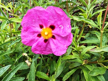 Blüte Purpurzistrose (Cistus purpureus) Blüte Purpurzistrose (Cistus purpureus)
