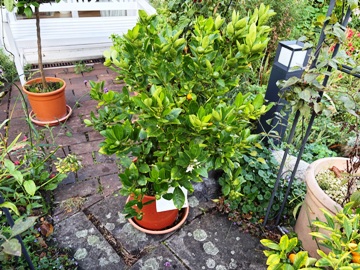 Das andere Calamondin hat sich prächtig mit grünen Blättern entwickelt; die Früchte sind allerdings zumeist noch grün und klein. Das andere Calamondin hat sich prächtig mit grünen Blättern entwickelt; die Früchte sind allerdings zumeist noch grün und klein.