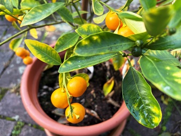 Das eine Calamondinstämmlchen zeigt im September ordentlichen Fruchtbehang; die gelben Blätter weisen auf Kuturfehler hin. Das eine Calamondinstämmlchen zeigt im September ordentlichen Fruchtbehang; die gelben Blätter weisen auf Kuturfehler hin.
