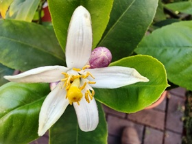 Eine voll ausgebldete Blüte der Zitrone mit Stempel, innen weiß, außen helllila; es gibt auch Blüten nur mit Pollen ohne Stempel. Eine voll ausgebldete Blüte der Zitrone mit Stempel, innen weiß, außen helllila; es gibt auch Blüten nur mit Pollen ohne Stempel.