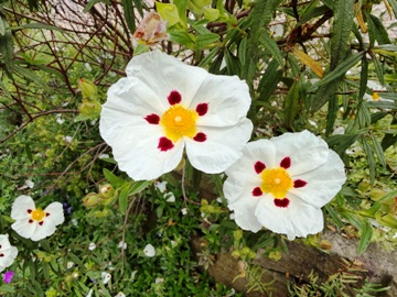 Blüte der Zistrose Cistus x dansereaui ‘Jenkyn Place‘; man sieht die gelben Markierungen am Blütengrund. Blüte der Zistrose Cistus x dansereaui ‘Jenkyn Place‘; man sieht die gelben Markierungen am Blütengrund.